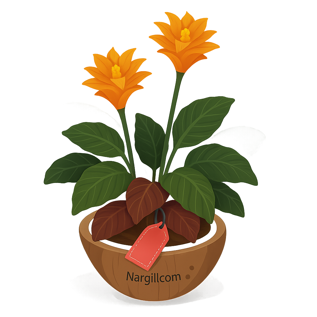  Nargil - eternal flame